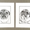 bear & sam 8x10s