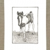 luna foal