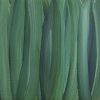 grass illusions