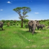 safari view