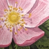 alberta-flood-rose