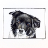 bella 8x10 - cahs donation