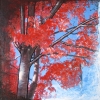 crimson foliage