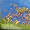 ootischenia apple tree