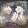 blossoms through the concrete