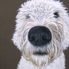 Charlie 2010