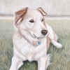 Eli