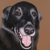 bailey 8x10