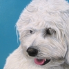bailey 8x8