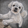 bailey-standing
