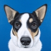 bandit 8x10