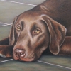 charlie 14x11