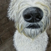 charlie nose