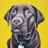 chocolate chip cookie 8x10