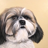 duchess