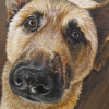 duke