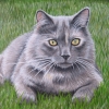 grey-c