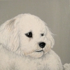 jasper