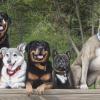 pack of 5