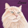 lance