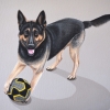 lupo