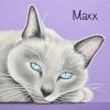 maxx 8x8