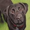 murphy