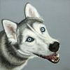 nanook