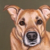 odie