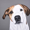 peanut 8x8
