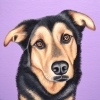 roxy