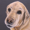 sadie