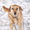 scout