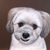 simon