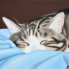 snoozing hugh