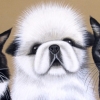 thomas, pawco, & little guy