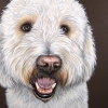 tucker
