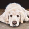 winston