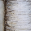 bark texture