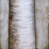 r+n (top)