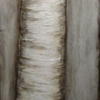 lone birch
