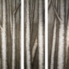through the trees triptych